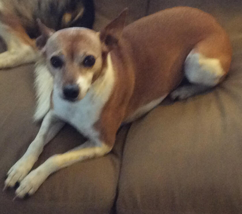 Jobella, American Rat Terrier