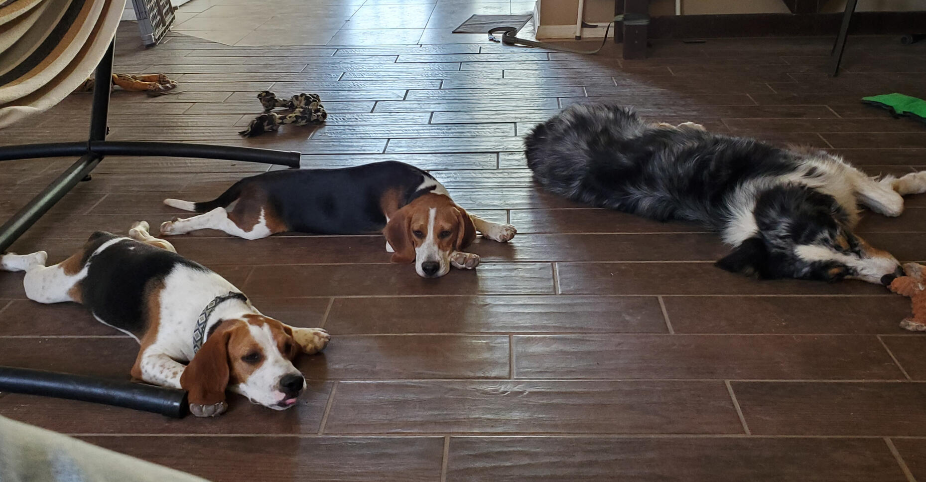 Untitled Andrea's Beagles & Australian Shepherd after a training session with Laney
