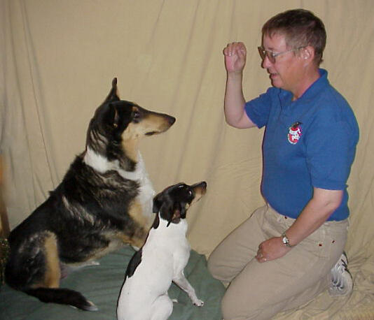 Untitled Laney working with Jipsy Boo, Smooth-coated Collie, and Jellybean, American Rat Terrier