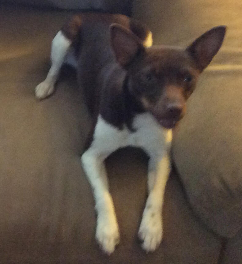 Untitled Junibug, American Rat Terrier