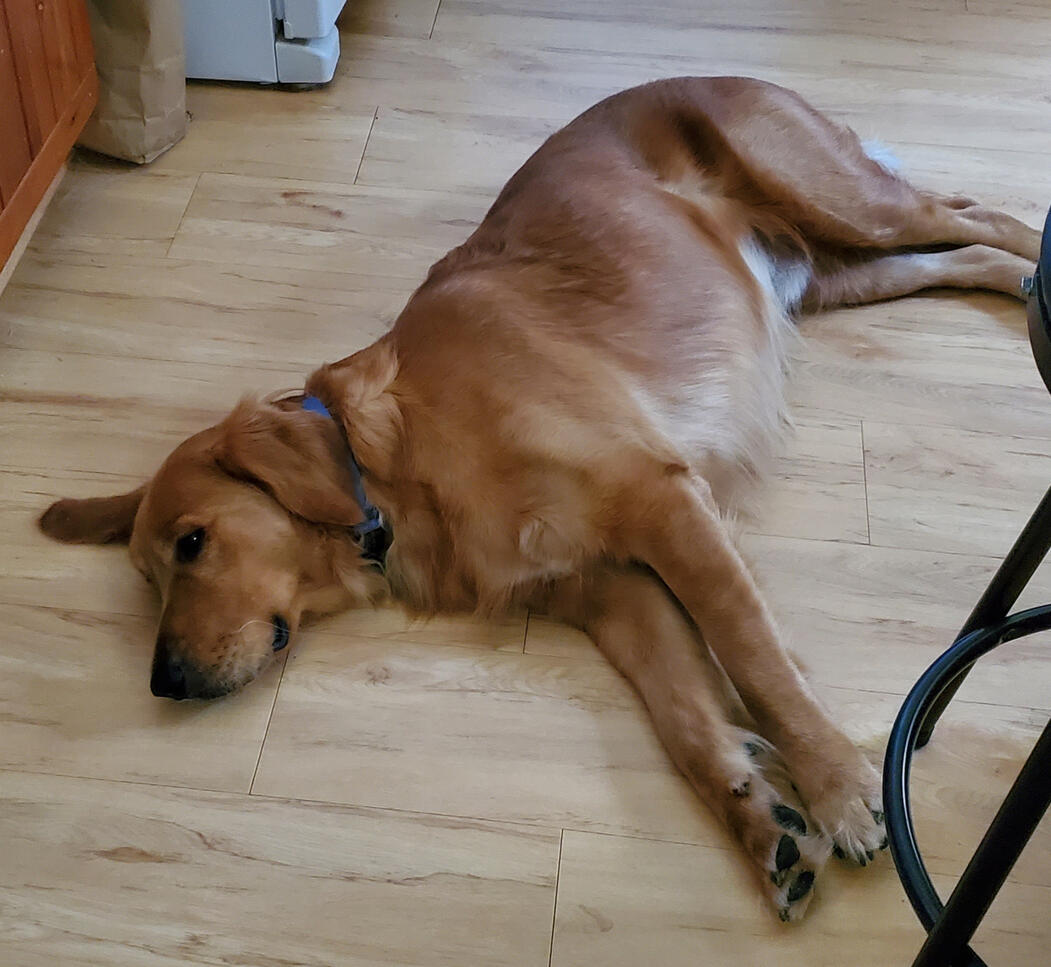 Gus after an in-home training session.