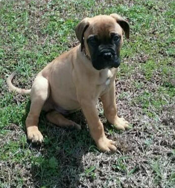 A Bull Mastiff puppy