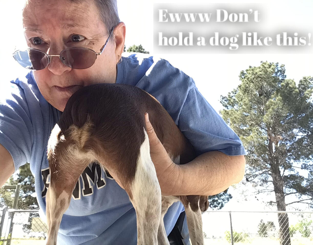 Don't hold a dog like this!