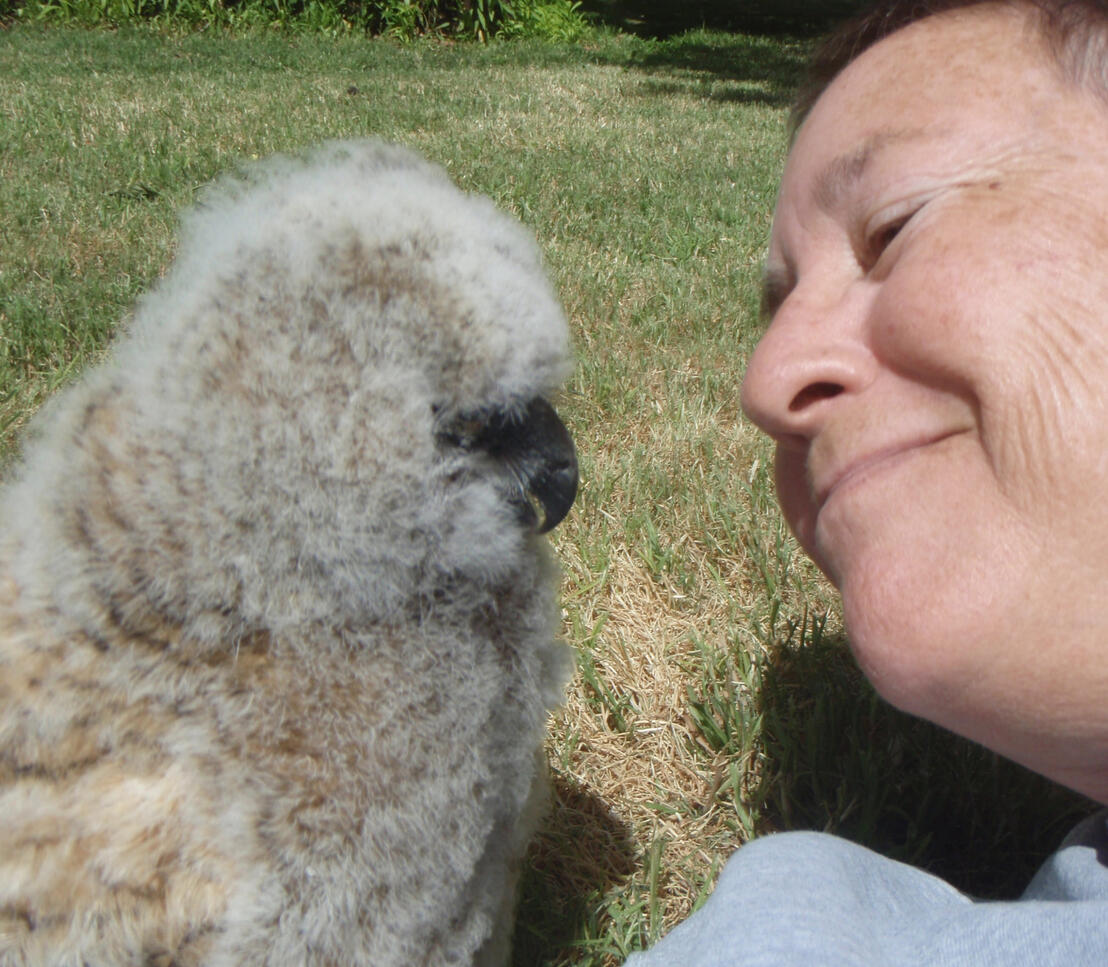 Laney with Frodo, Great Horned Owl, as a chick