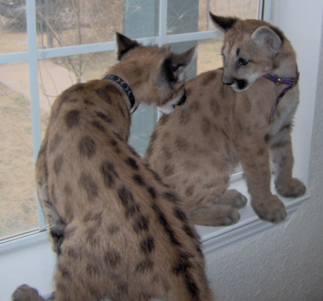 Bret & Bart, Mountain Lions