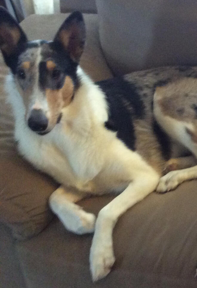 Jassie Blue, Smooth Coated Collie